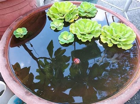 水生植物盆栽養魚|盆栽也可以養魚，超簡單室外養魚